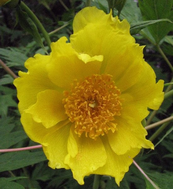 Paeonia lutea Leaf Extract